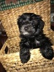 Small Photo #7 Havashire Puppy For Sale in CONROE, TX, USA