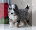 Small Photo #3 Miniature Bernedoodle Puppy For Sale in FREDERICKSBURG, OH, USA