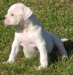 Small Photo #1 American Bulldog Puppy For Sale in KINGSLAND, GA, USA