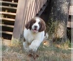 Small Photo #12 Newfoundland Puppy For Sale in CLINTON, AR, USA