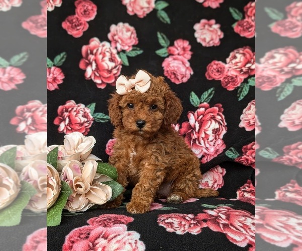 Medium Photo #1 Cock-A-Poo Puppy For Sale in KIRKWOOD, PA, USA