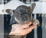 Small #3 French Bulldog