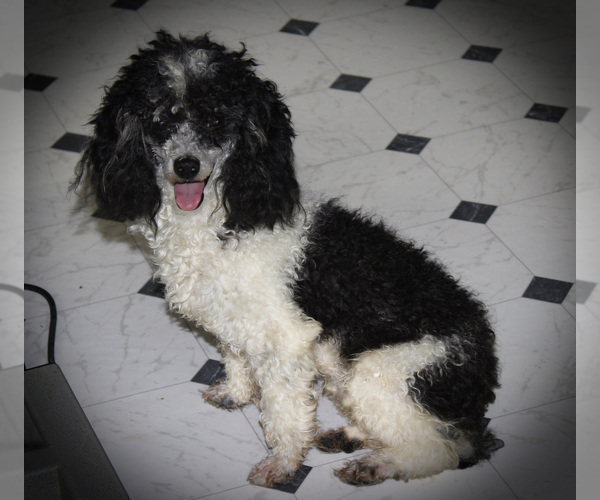 Medium Photo #1 Poodle (Toy) Puppy For Sale in CHANUTE, KS, USA
