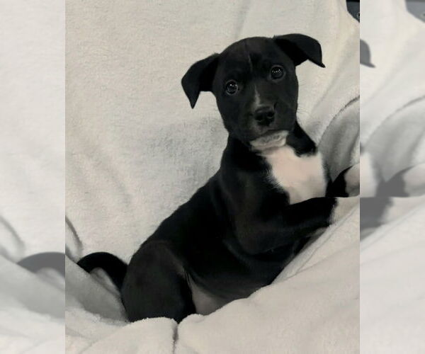 Medium Photo #3 Mutt Puppy For Sale in House Springs, MO, USA