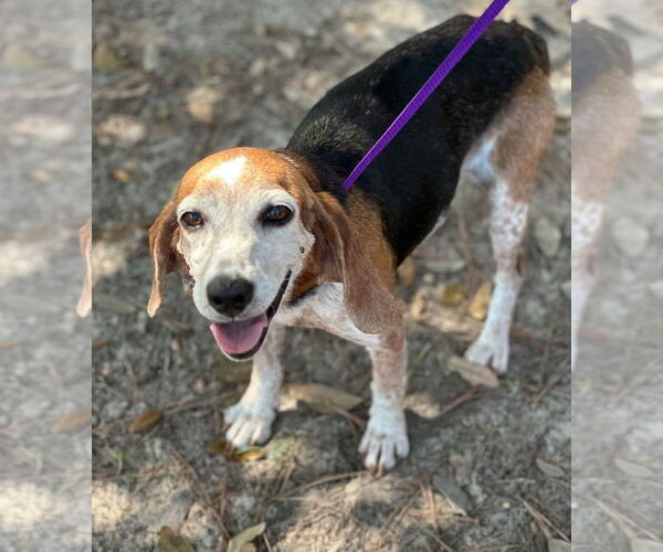 Medium Photo #3 Beagle Puppy For Sale in Dunnellon, FL, USA