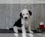 Small Photo #3 Sheepadoodle Puppy For Sale in FREDERICKSBG, OH, USA