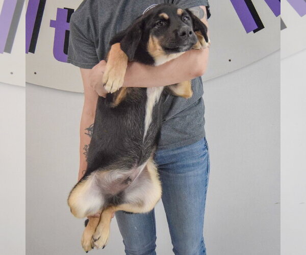 Medium Photo #4 Shepweiller Puppy For Sale in Huntley, IL, USA