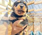 Puppy Purple Rottweiler