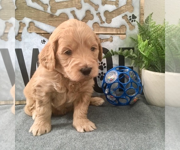 Medium Photo #8 Goldendoodle-Poodle (Toy) Mix Puppy For Sale in HERRIMAN, UT, USA