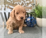 Small Photo #8 Goldendoodle-Poodle (Toy) Mix Puppy For Sale in HERRIMAN, UT, USA