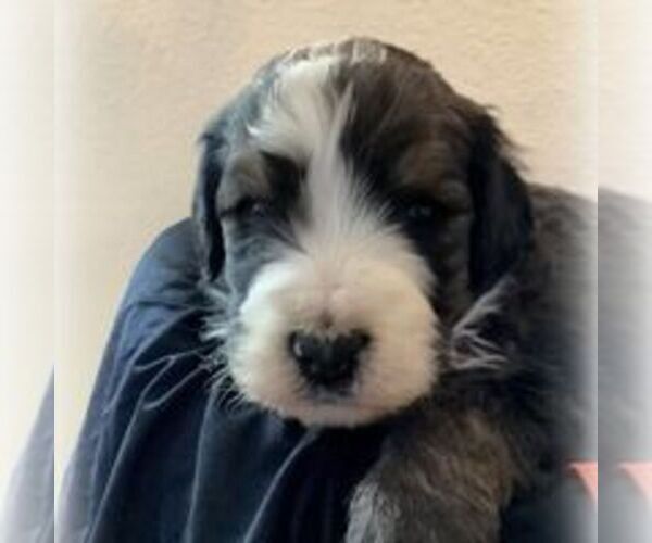 Medium Photo #2 Bernedoodle-Poodle (Standard) Mix Puppy For Sale in CANON CITY, CO, USA