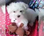 Small Photo #2 Maltese Puppy For Sale in PISCATAWAY, NJ, USA