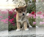 Small #1 Shiba Inu