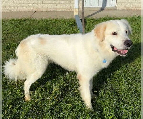 Medium Photo #2 Golden Pyrenees Puppy For Sale in Genesee, WI, USA