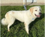 Small #1 Golden Pyrenees