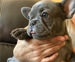 Small Photo #12 French Bulldog Puppy For Sale in TACOMA, WA, USA