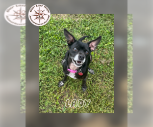 Chihuahua-Unknown Mix Dogs for adoption in Princeton, British Columbia, Canada