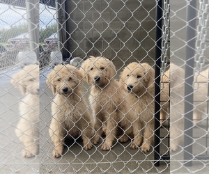 Double Doodle Puppy for sale in BATTLE GROUND, WA, USA