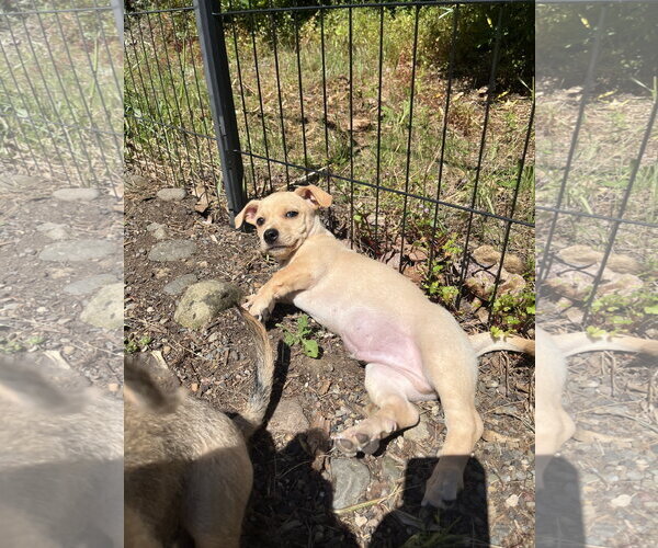 Medium Photo #3 Chiweenie Puppy For Sale in Milwaukie, OR, USA