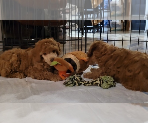 Medium Photo #7 Poodle (Miniature) Puppy For Sale in PIONEER, CA, USA