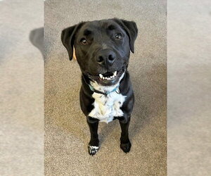 Rocky - Male Boxer-Brittany Mix Dog for Adoption - Photo #12