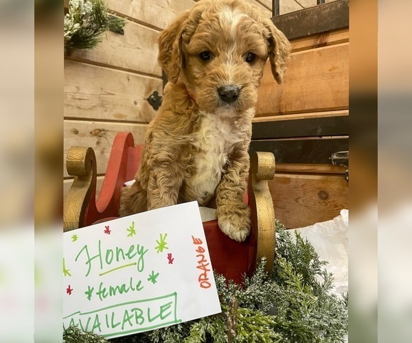 Medium Photo #3 Irish Doodle Puppy For Sale in TENINO, WA, USA