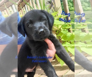 Labrador Retriever Puppy for sale in MOUNT UNION, PA, USA