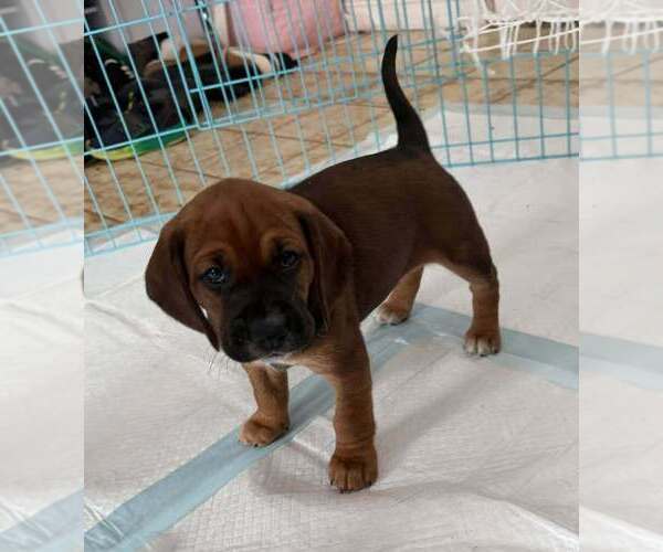 Medium Photo #9 Beagle-Unknown Mix Puppy For Sale in New York, NY, USA