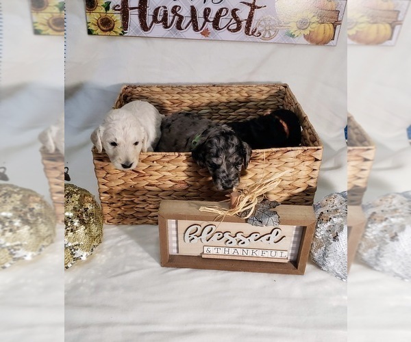 Medium Photo #7 Labradoodle Puppy For Sale in SAN ANTONIO, TX, USA