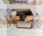Small Photo #7 Labradoodle Puppy For Sale in SAN ANTONIO, TX, USA