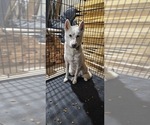 Small Photo #1 Siberian Husky Puppy For Sale in COLBY, WI, USA