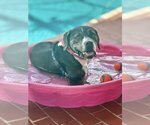 Small Photo #5 Beagle-Unknown Mix Puppy For Sale in Miami, FL, USA