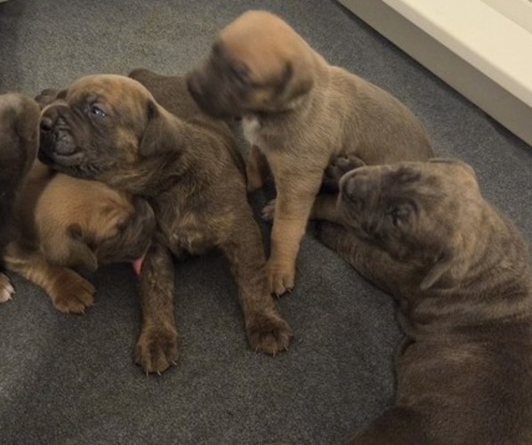Medium Photo #1 Cane Corso Puppy For Sale in HENDERSON, NV, USA