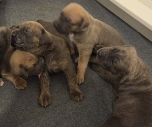 Cane Corso Puppy for sale in HENDERSON, NV, USA