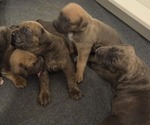 Image preview for Ad Listing. Nickname: 4 Puppies