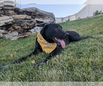 Small #8 Labrador Retriever Mix