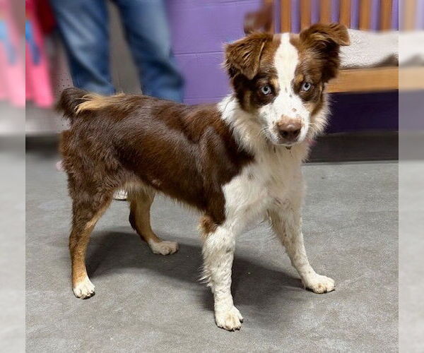 Medium Photo #3 Australian Shepherd-Unknown Mix Puppy For Sale in Genesee, WI, USA