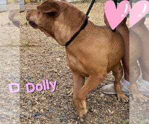 Dolly - Female Boxador Dog for Adoption - Photo #3