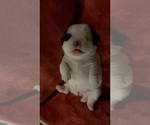 Small #9 American Bullnese