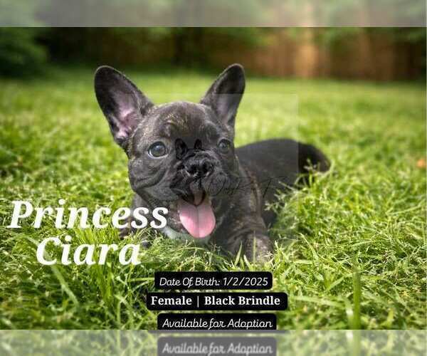Medium Photo #2 French Bulldog Puppy For Sale in FAYETTEVILLE, GA, USA