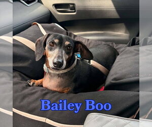 Bailey Boo - Female Dachshund Dog for Adoption - Photo #2