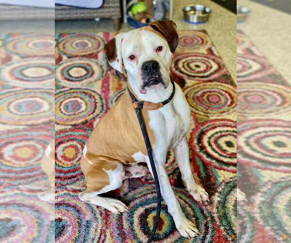 Medium Photo #1 Boxer Puppy For Sale in Austin, TX, USA