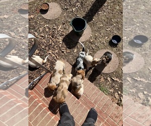Australian Stumpy Tail Cattle Dog-Beagle Mix Dogs for adoption in BLACKSTONE, VA, USA