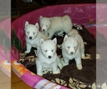 Small Photo #2 Siberian Husky Puppy For Sale in DINWIDDIE, VA, USA