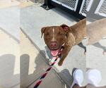 Small #29 American Pit Bull Terrier-Chihuahua Mix
