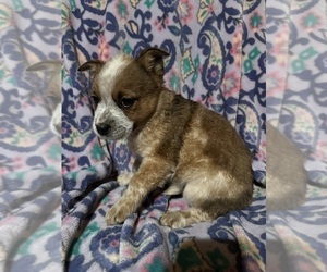 Australian Cattle Dog Puppy for sale in BOWLING GREEN, KY, USA