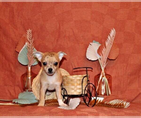 Medium Photo #2 Chihuahua Puppy For Sale in CHARLESTON, AR, USA