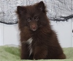 Small Photo #10 Pomsky Puppy For Sale in RAMONA, CA, USA