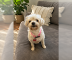 Small #4 Maltese Mix