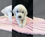 Small Photo #5 English Cream Golden Retriever Puppy For Sale in PINEHURST, TX, USA